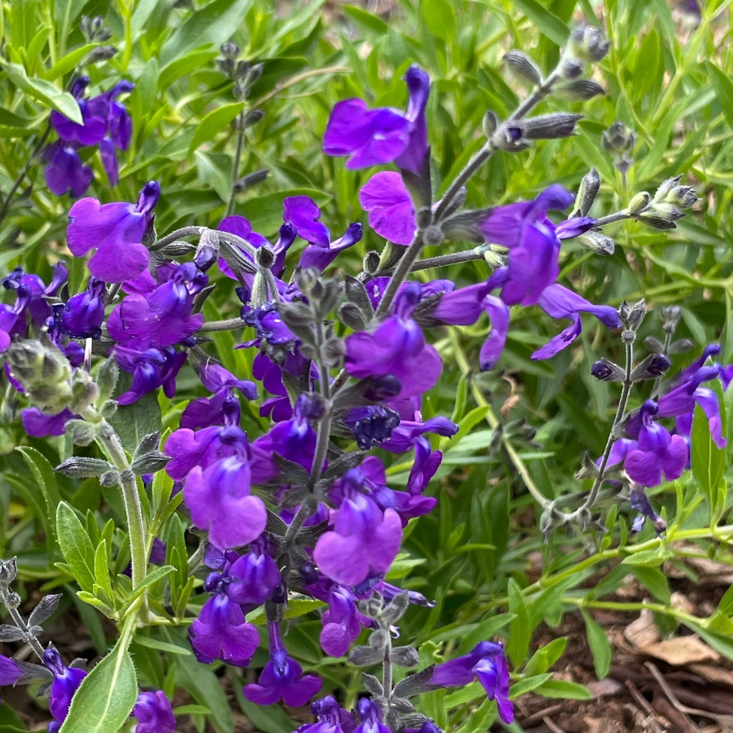 Salvia lycioides