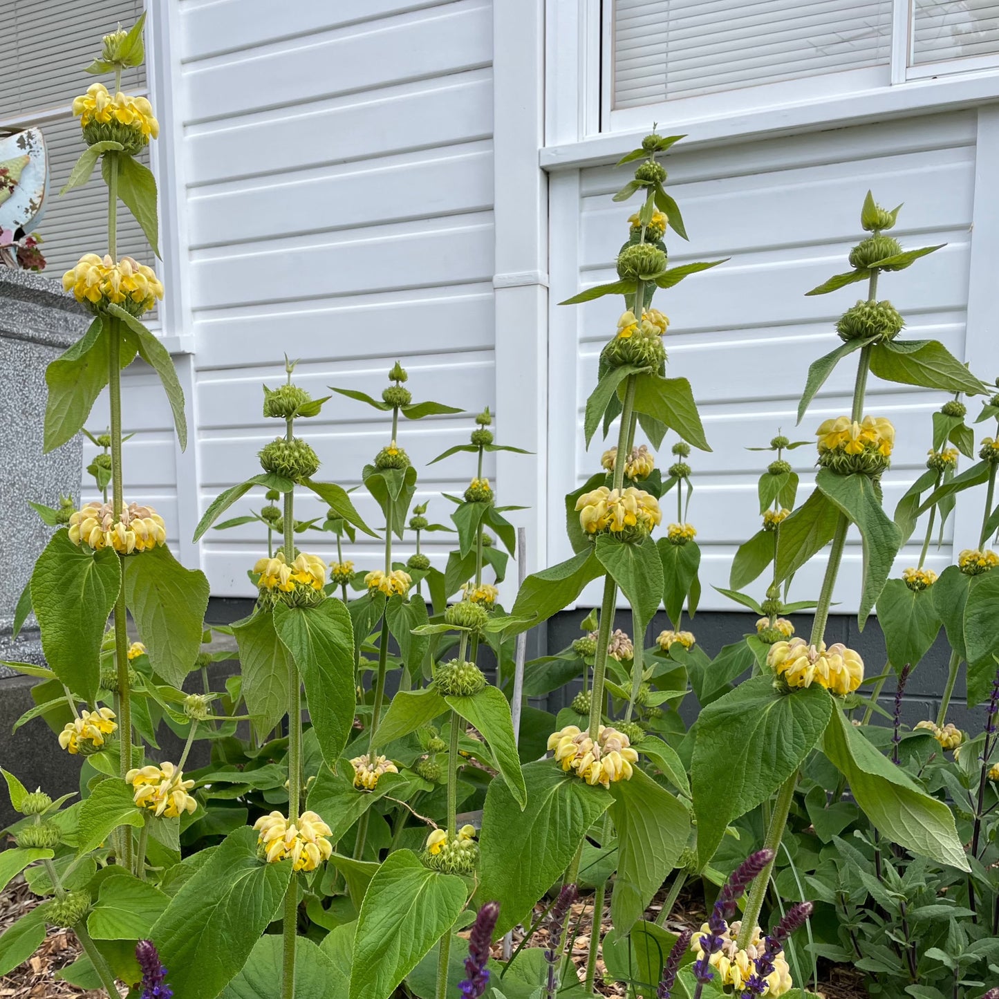 Phlomis russeliana