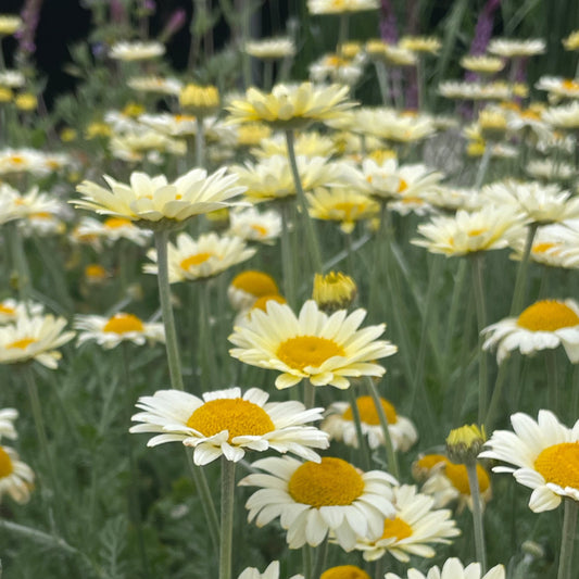 Anthemis E.C. Buxton