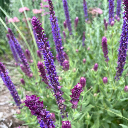 Salvia Kate Glenn