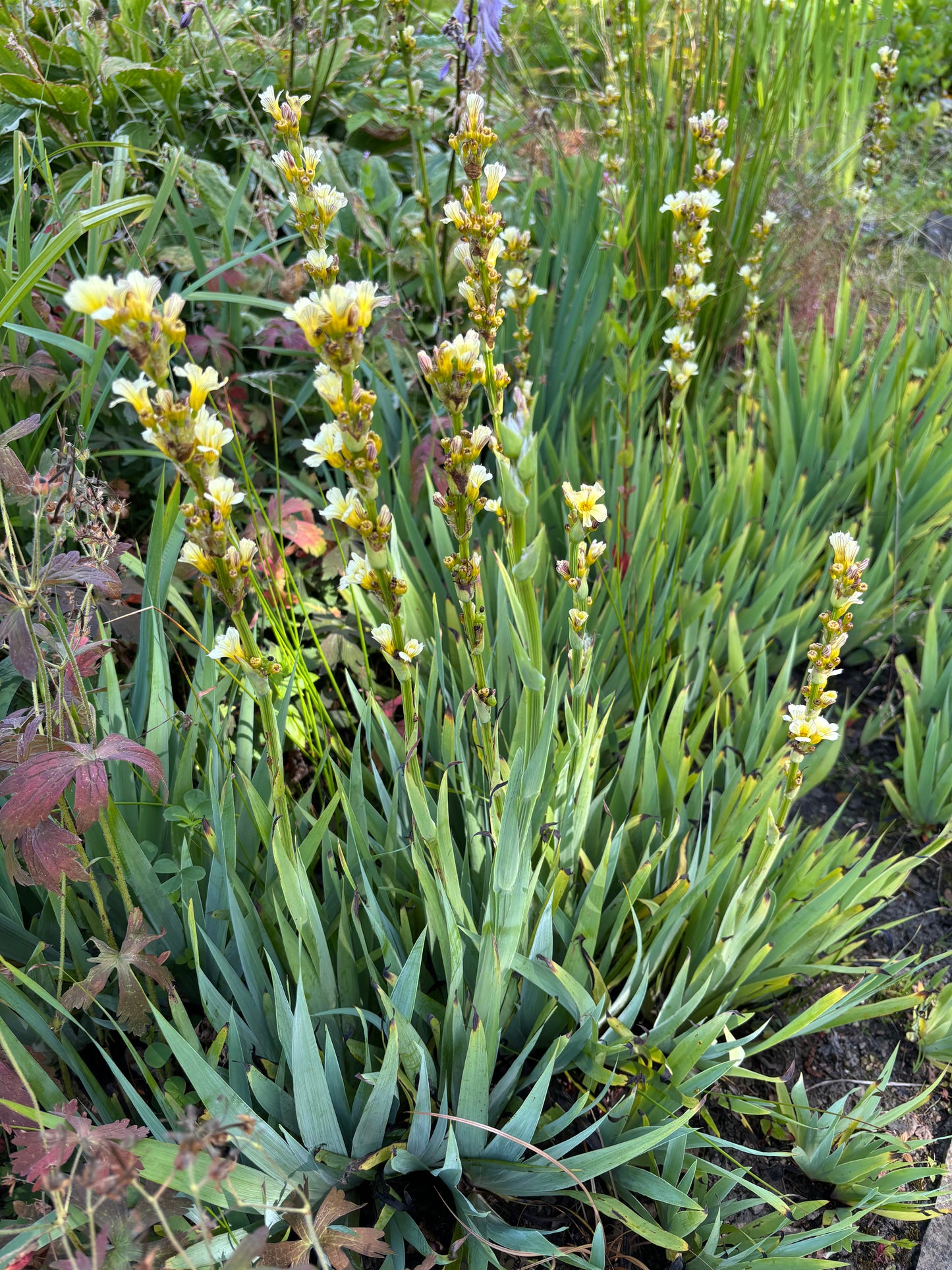Sisyrinchium striatum