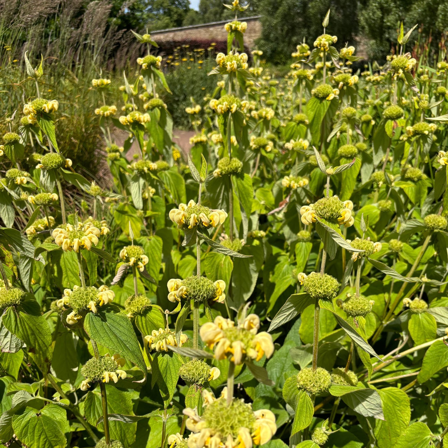 Phlomis russeliana