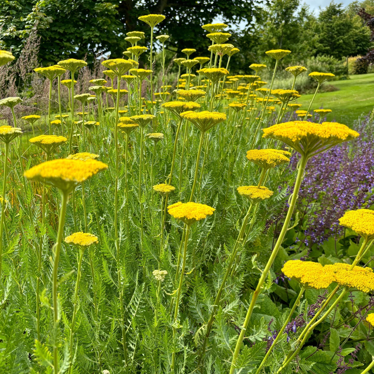 Achillea Coronation Gold