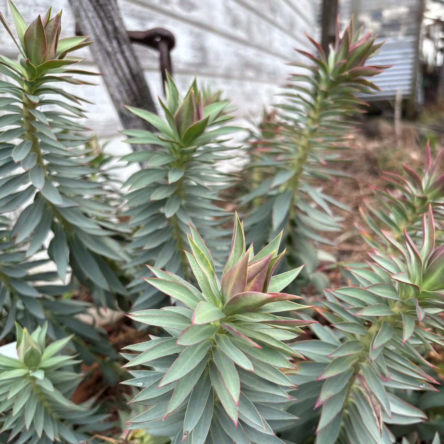 Euphorbia rigida