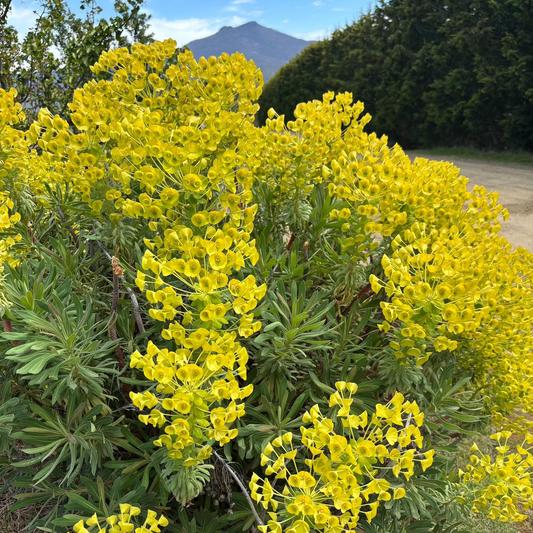 Euphorbia wulfenii