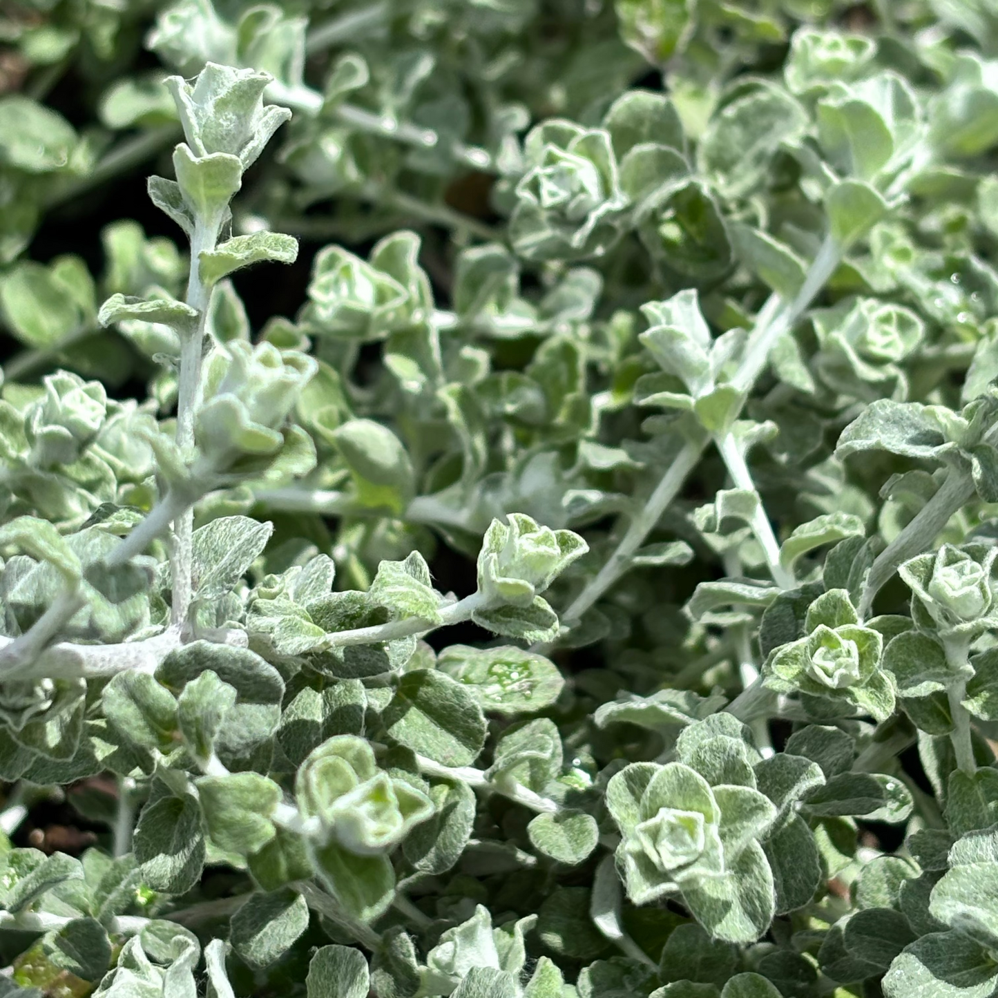Helichrysum petiolare Minus