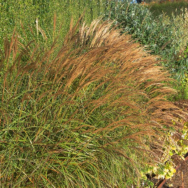 Miscanthus-Adagio-buy-plants-online-perennials-australia