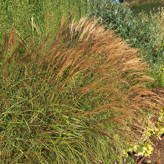 Miscanthus-Adagio-buy-plants-online-perennials-australia