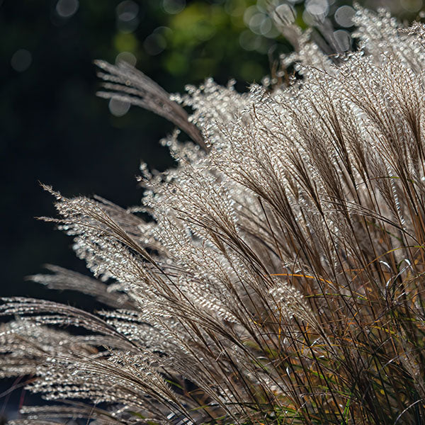 Miscanthus-Yakushima-Dwarf-buy-plants-online-near-me
