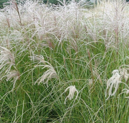 Miscanthus-sarabande-online-plants-australia