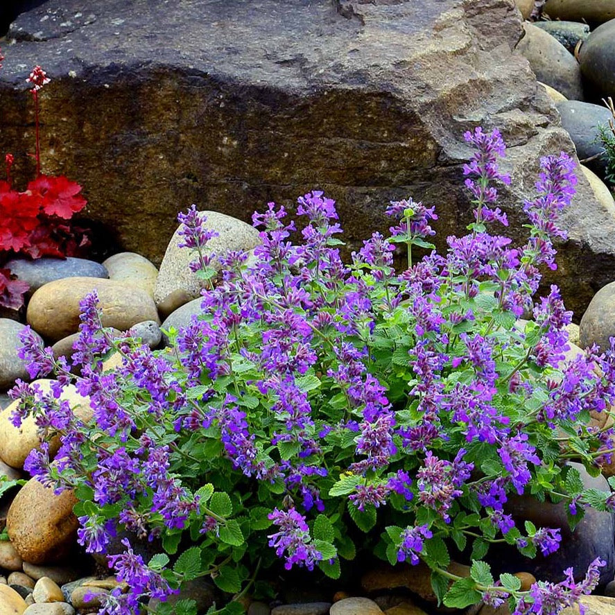 Nepeta Nova® 'Blue'