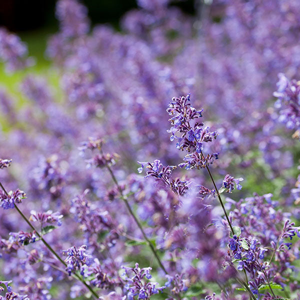 Nepeta-Six-Hills-Giant-buy-plants-online-perennials-australia