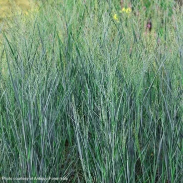 Panicum Blue Steel