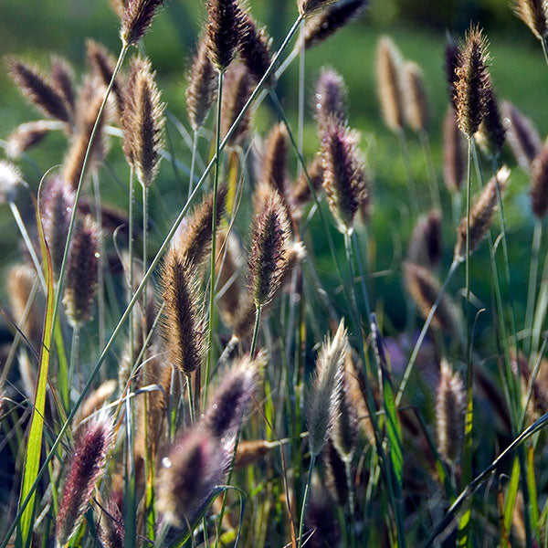 Pennisetum-Red-Buttons-buy-plants-online-near-me