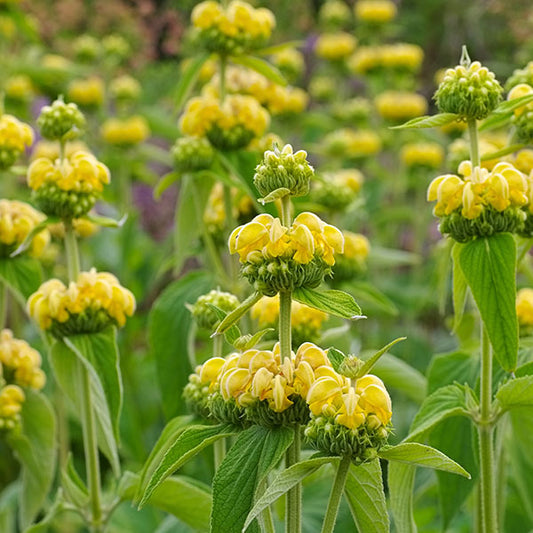 Phlomis-russeliana-buy-plants-online-perennials-australia