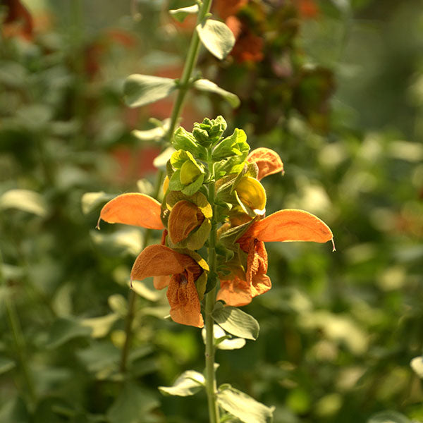 Salvia-africana-lutea-buy-plants-online-near-me
