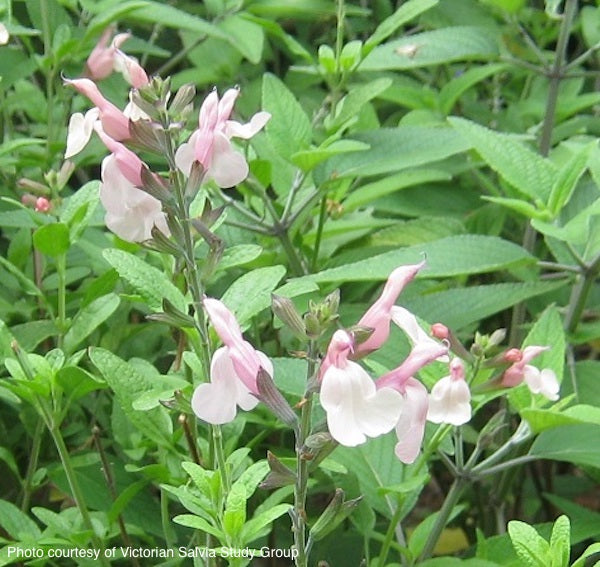 Salvia-candleglow-online-plants-australia