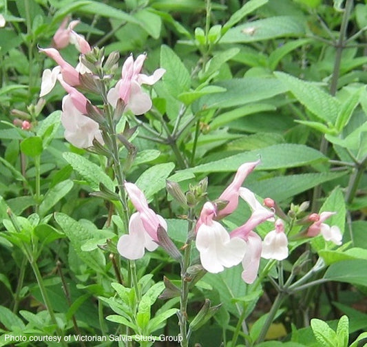 Salvia-candleglow-online-plants-australia