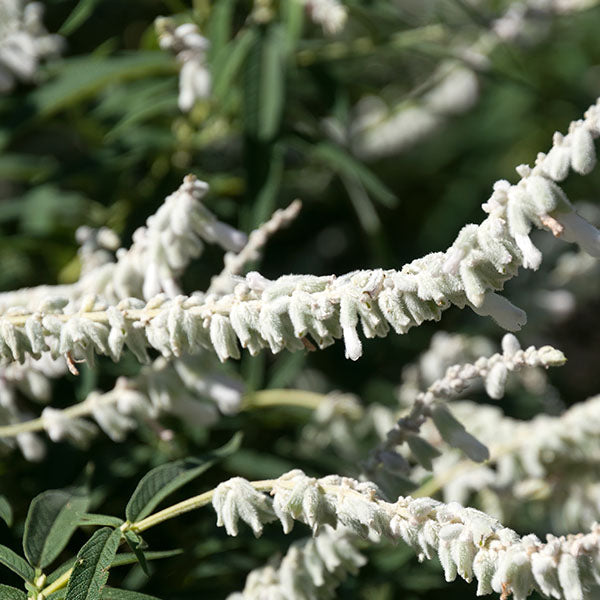 Salvia White Velour | New Wave Perennials | Plants Online