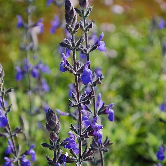 Salvia-marine-blue-plants-online-australia