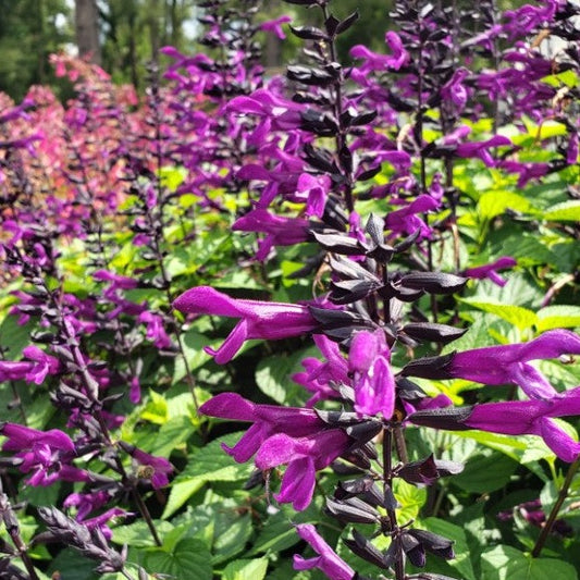 Salvia Smokey Jazz
