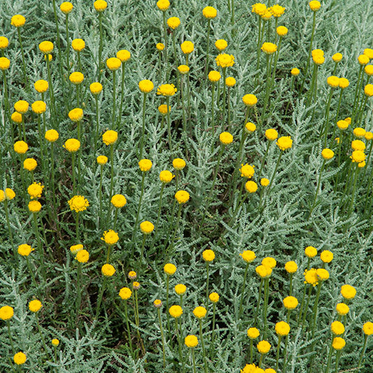 Santolina-chamaecyparrissus-buy-plants-online-near-me