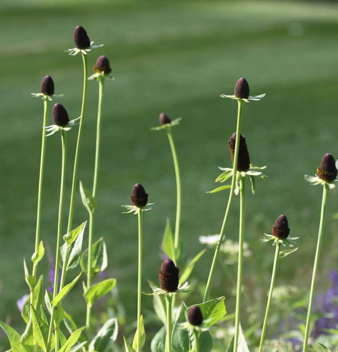 Rudbeckia Green Wizard