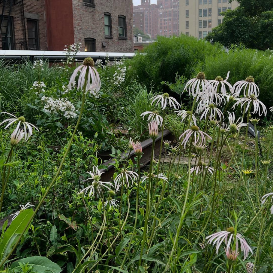 Echinacea Hula Dancer