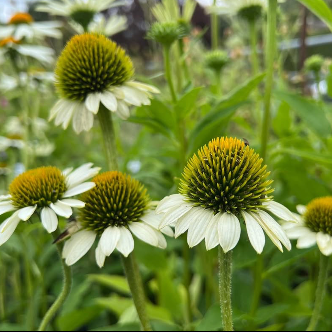 Echinacea Happy Star
