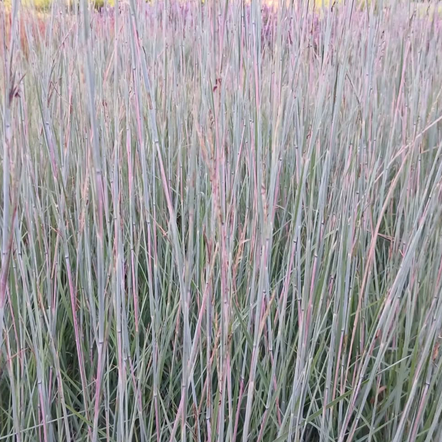 Schizachyrium Blue Heaven