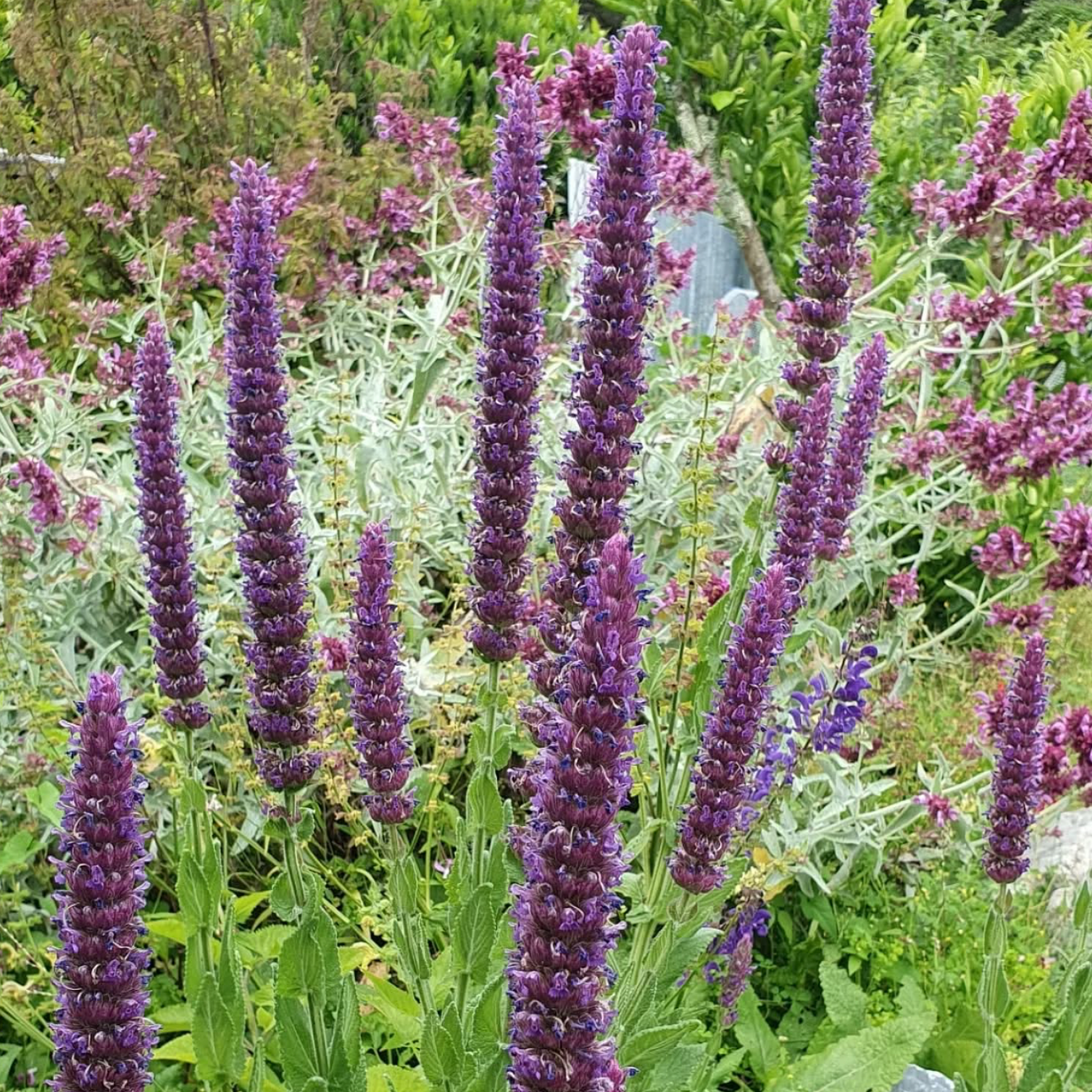 Nepeta tuberosa