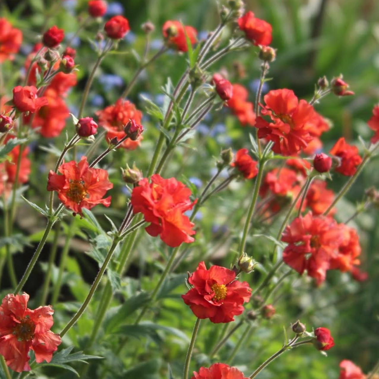 Geum Scarlet Tempest