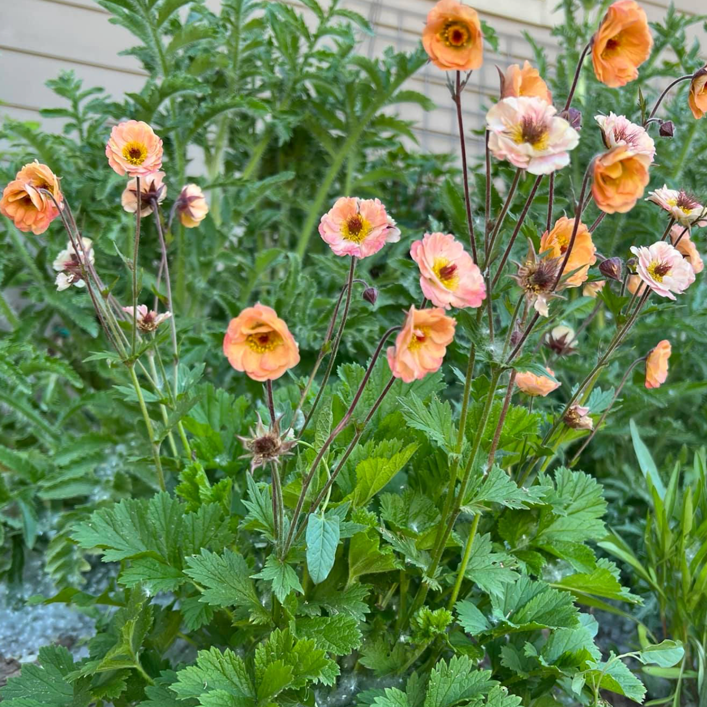 Geum Mai Tai