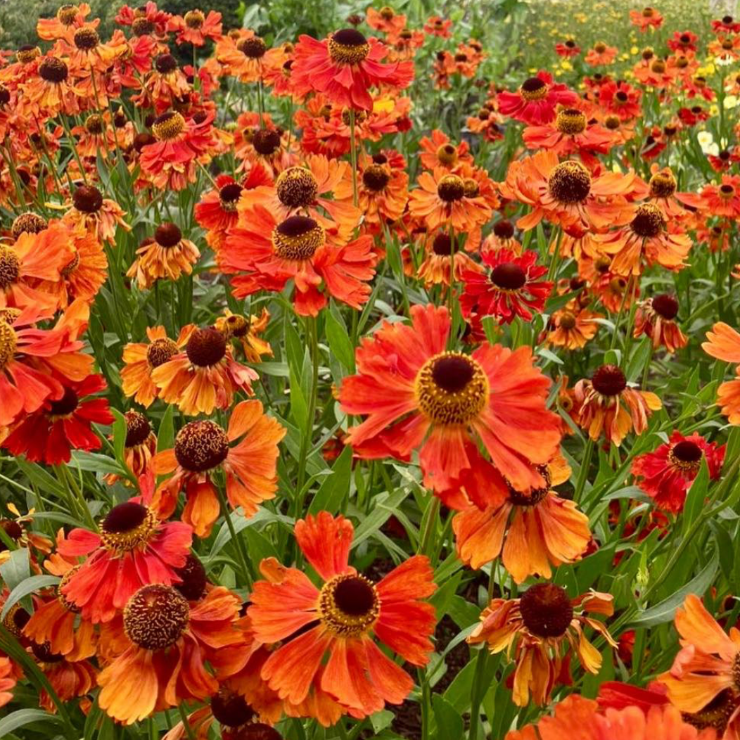Helenium Moerheim Beauty