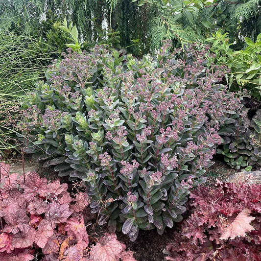 Sedum Conga Line