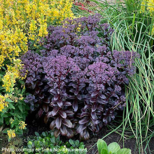 Sedum-Dark-Magic-plants-online-australia