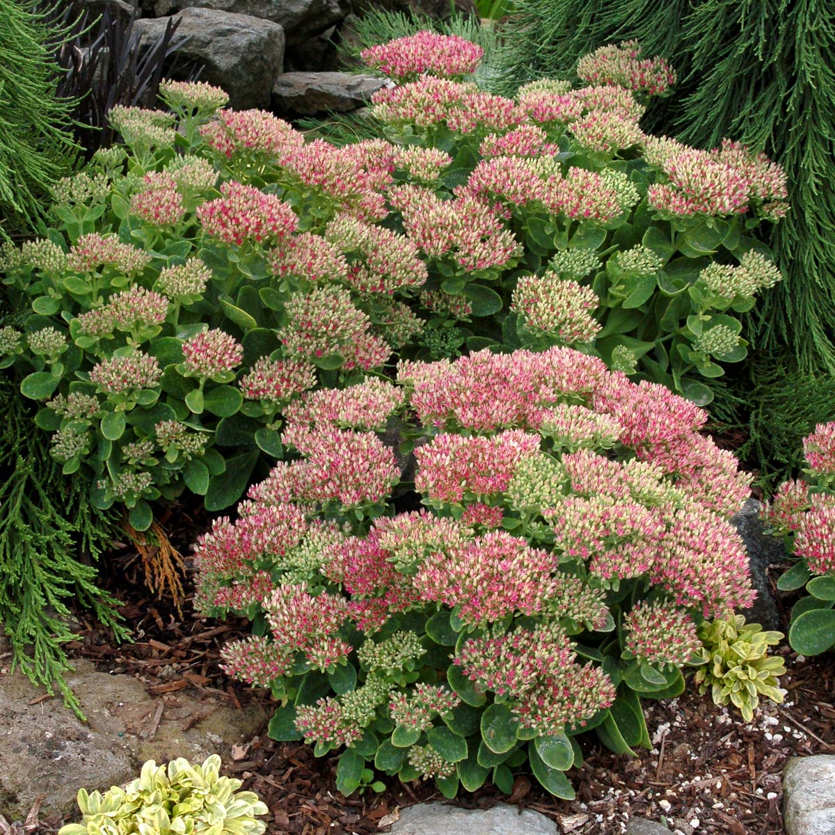 Sedum Hot Stuff