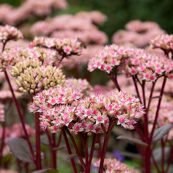 Sedum-Matrona-buy-plants-online-near-me