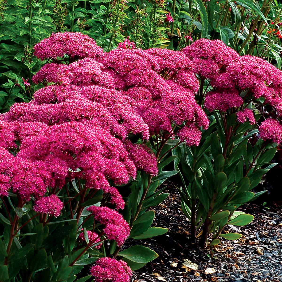 Sedum Mr Goodbud