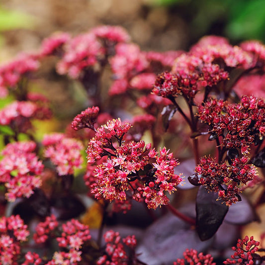 Sedum-Purple-Emperor-buy-plants-online-near-me