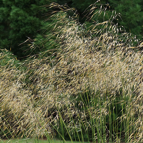 Stipa-gigantea-buy-plants-online-near-me