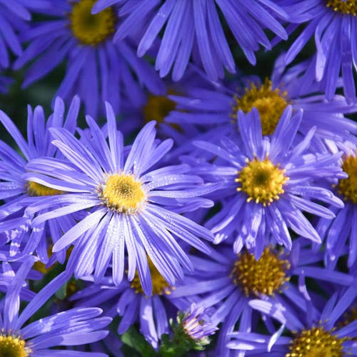 Aster Monch