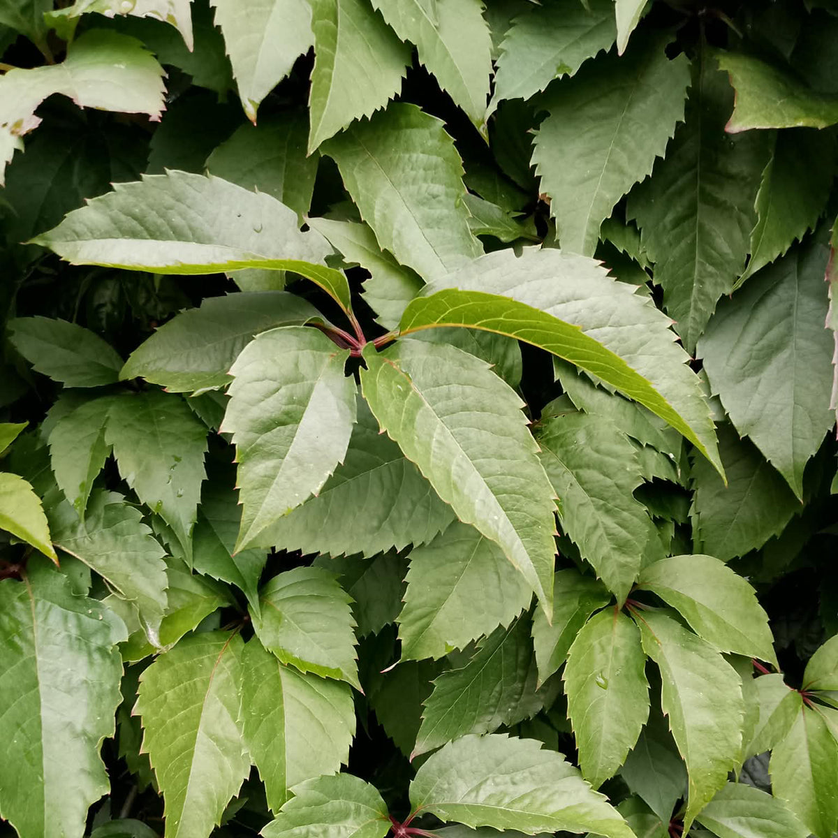 Parthenocissus Virginia Creeper