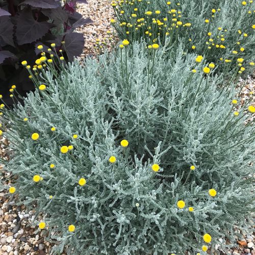 Santolina chamaecyparissus 'Nana'