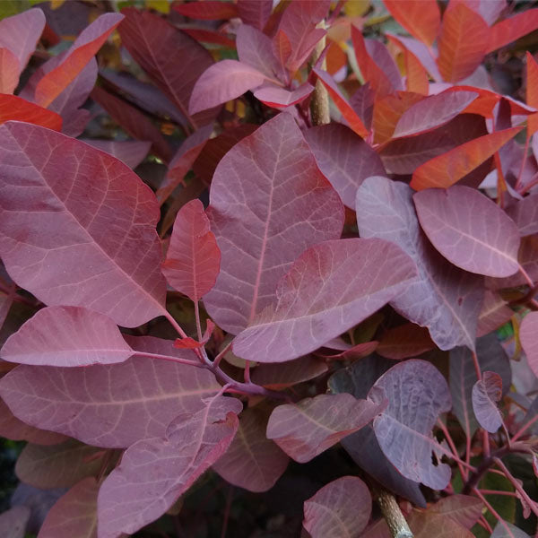 cotinus-grace-buy-perennials-online