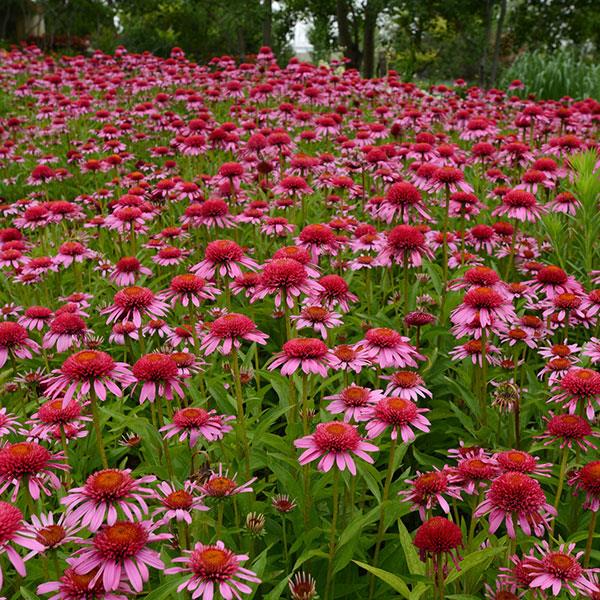 Echinacea Doublescoop Bubblegum