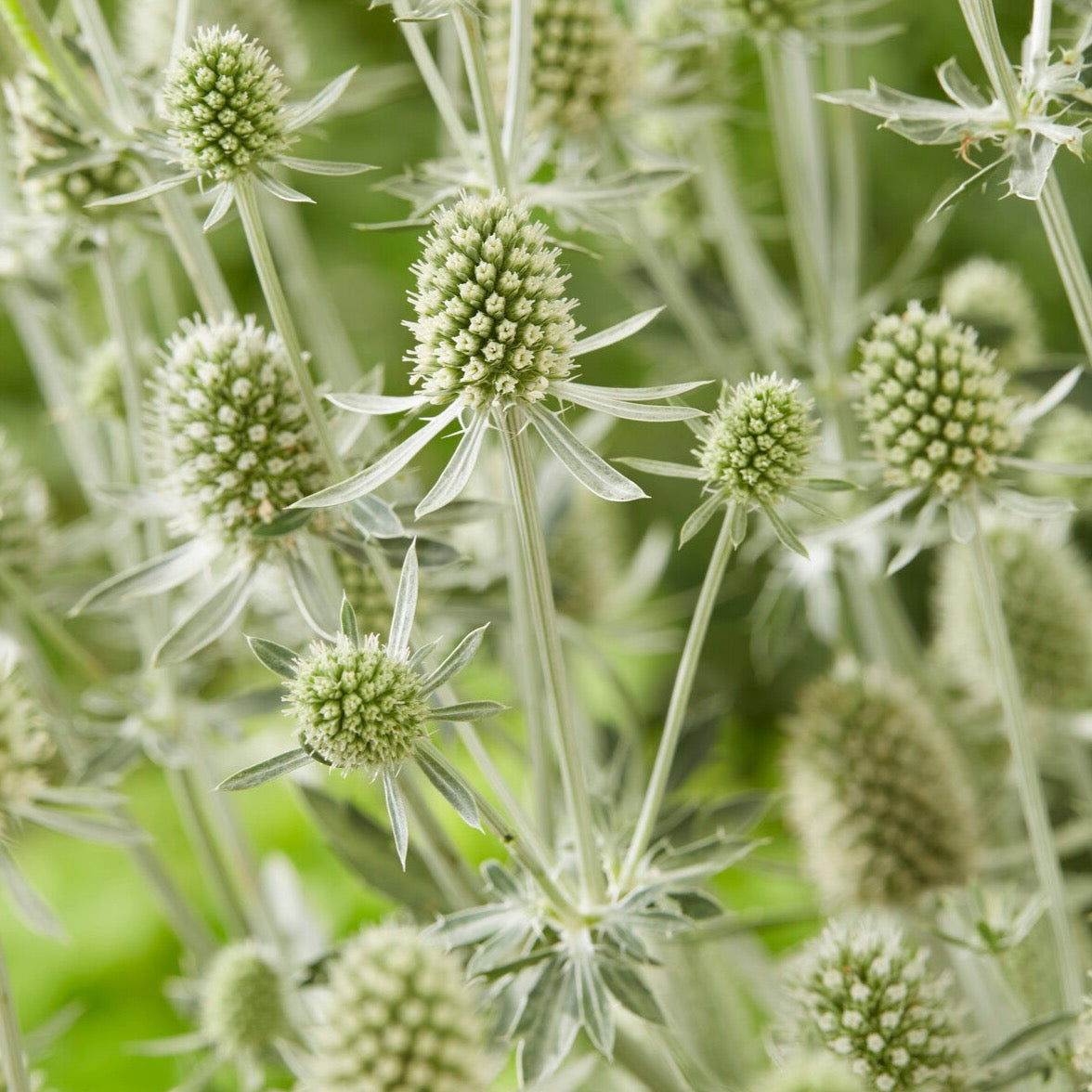 Eryngium White Glitter New Wave Perennials