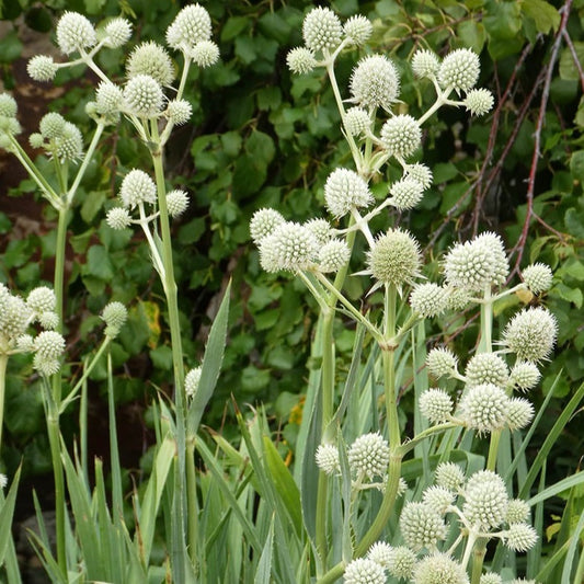 Eryngium Rattlesnake Master
