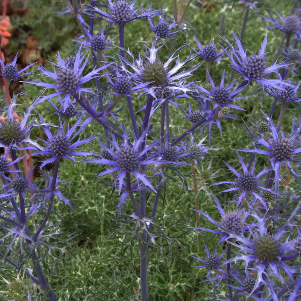 Eryngium Oxford Blue