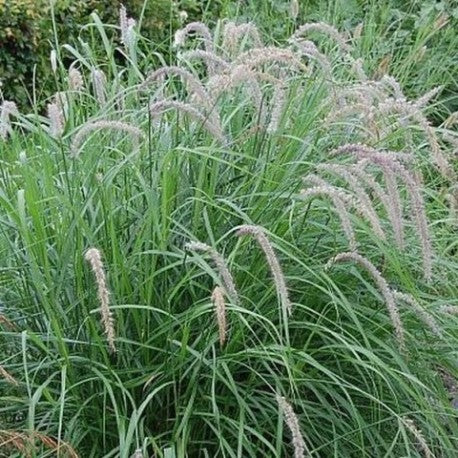 Pennisetum Tall Tails